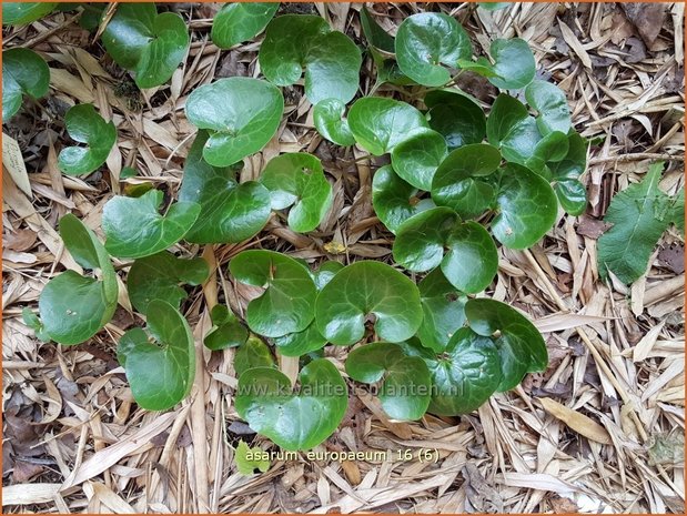 Asarum europaeum | Mansoor, Hazelwortel, Wilde gember | Gewöhnliche Haselwurz