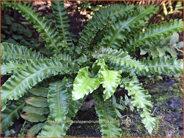 Asplenium scolopendrium 'Cristatum' | Tongvaren, Streepvaren | Hirschzungenfarn