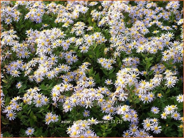 Aster ageratoides 'Asran' | Aster | Ageratum-ähnliche Aster