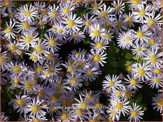 Aster ageratoides 'Asran' | Aster | Ageratum-ähnliche Aster