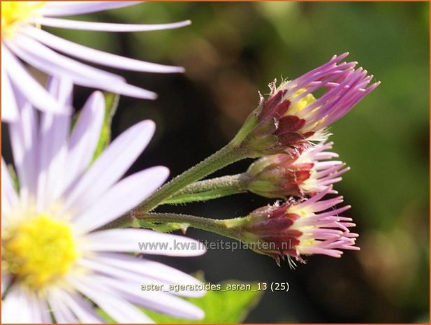 Aster ageratoides 'Asran' | Aster | Ageratum-ähnliche Aster