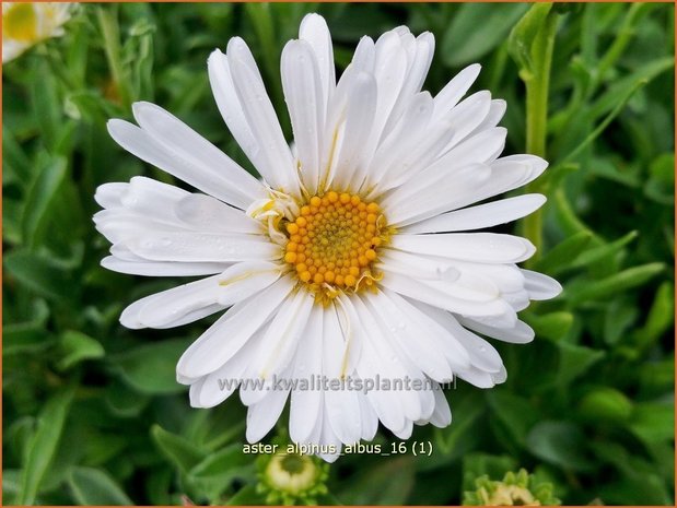 Aster alpinus 'Albus' | Alpenaster, Aster | Alpenaster