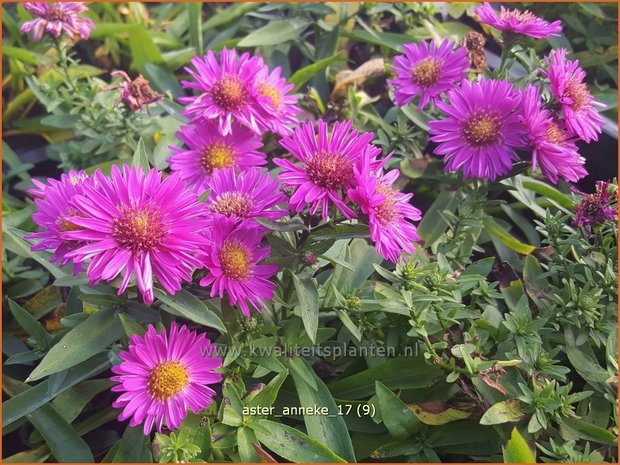 Aster 'Anneke' | Aster | Aster