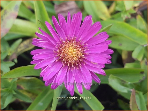 Aster 'Anneke' | Aster | Aster