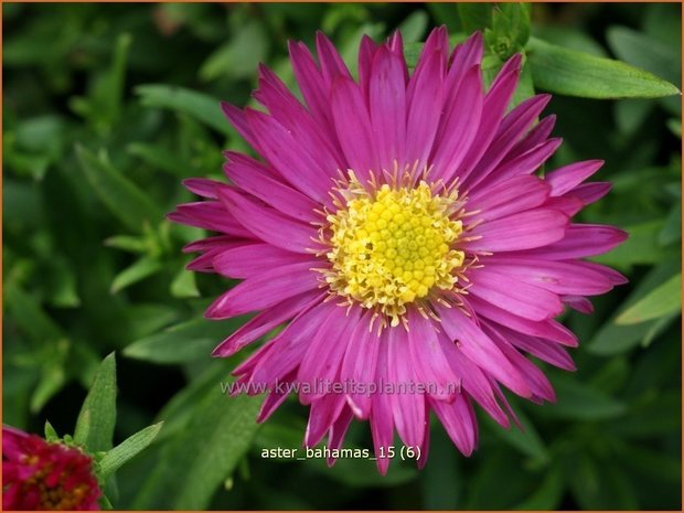 Aster 'Bahamas' | Aster | Aster