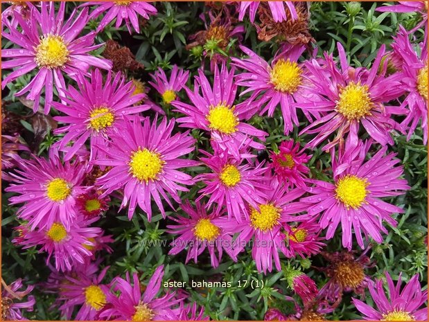 Aster 'Bahamas' | Aster | Aster