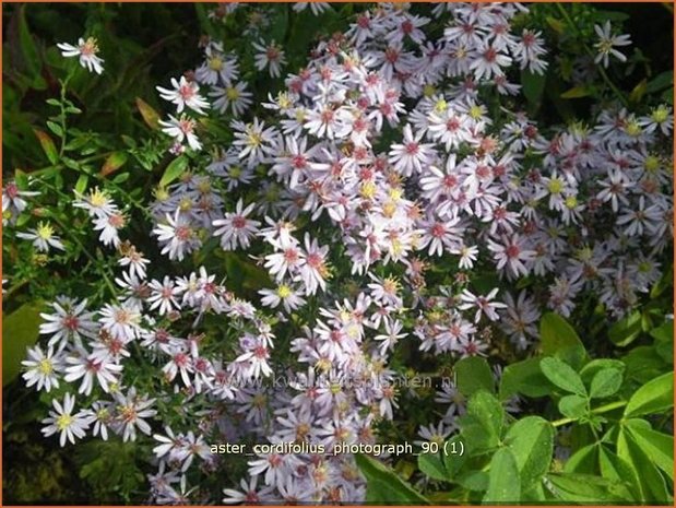 Aster cordifolius 'Photograph' | Hartbladaster, Aster | Herzblättrige Schleier-Aster