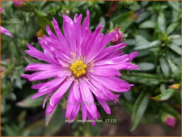 Aster 'Nesthäkchen' | Aster | Aster