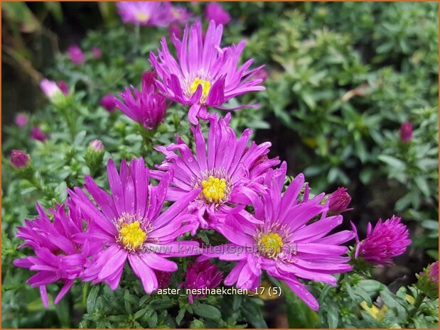 Aster 'Nesthäkchen' | Aster | Aster