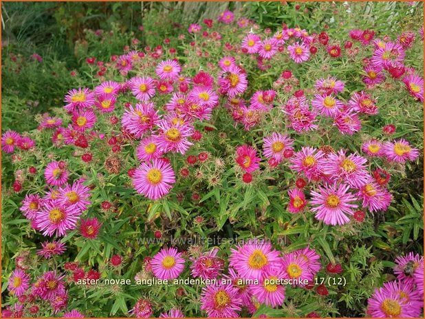 Aster novae-angliae 'Andenken an Alma Pötschke' | Nieuw-Engelse aster, Herfstaster, Aster | Raublatt-Aster