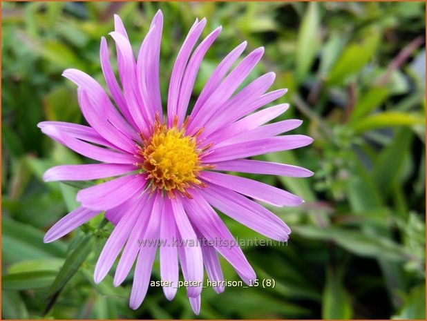 Aster 'Peter Harrison' | Aster | Aster