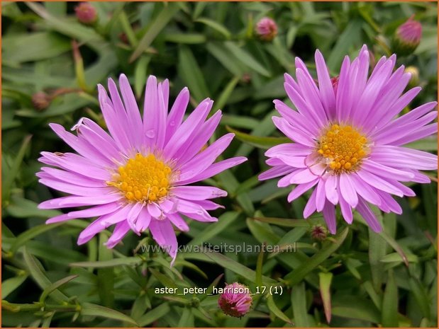 Aster 'Peter Harrison' | Aster | Aster