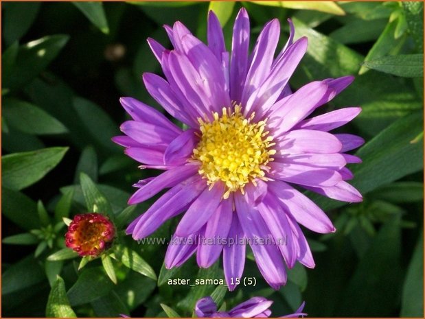 Aster 'Samoa' | Aster | Aster