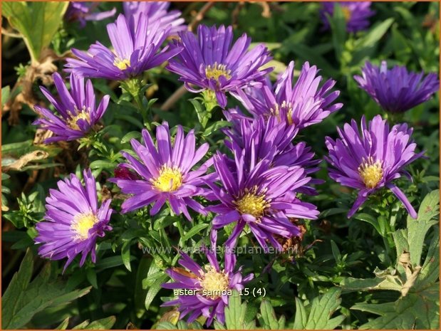 Aster 'Samoa' | Aster | Aster