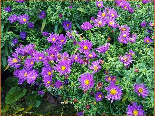 Aster 'Samoa' | Aster | Aster