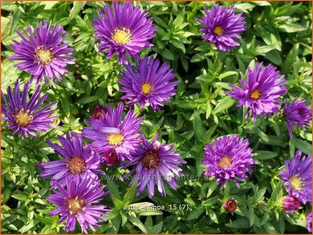 Aster 'Samoa' | Aster | Aster
