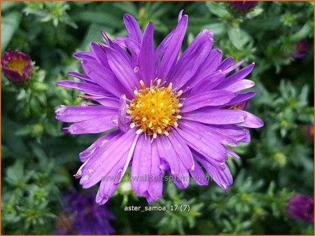 Aster 'Samoa' | Aster | Aster