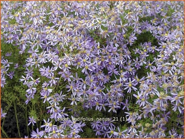 Aster sedifolius 'Nanus' | Aster | &Ouml;dland-Aster