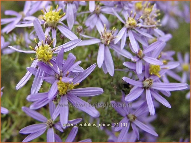Aster sedifolius 'Nanus' | Aster | &Ouml;dland-Aster