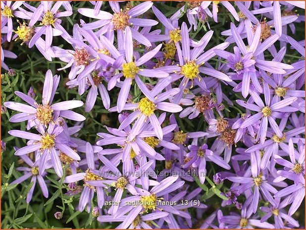 Aster sedifolius 'Nanus' | Aster | &Ouml;dland-Aster