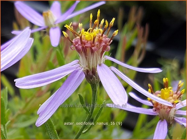Aster sedifolius 'Nanus' | Aster | &Ouml;dland-Aster
