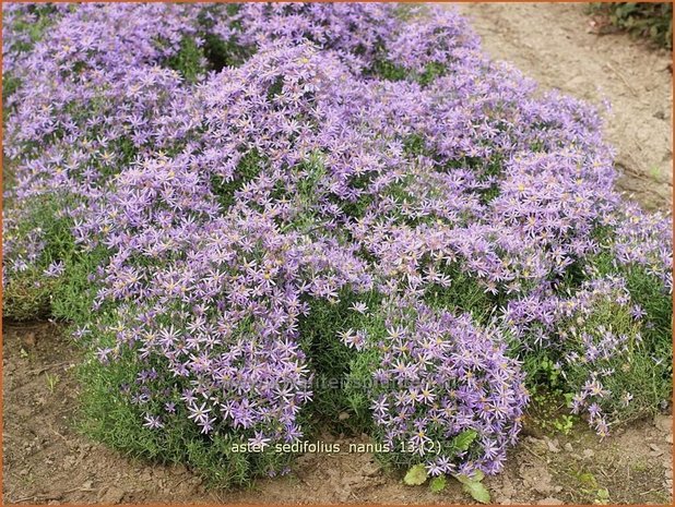 Aster sedifolius 'Nanus' | Aster | &Ouml;dland-Aster