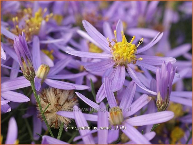 Aster sedifolius 'Nanus' | Aster | &Ouml;dland-Aster