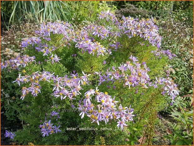 Aster sedifolius 'Nanus' | Aster | &Ouml;dland-Aster