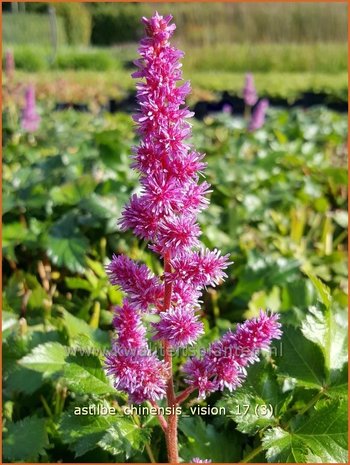 Astilbe chinensis 'Vision' | Pluimspirea, Spirea | Chinesische Prachtspiere