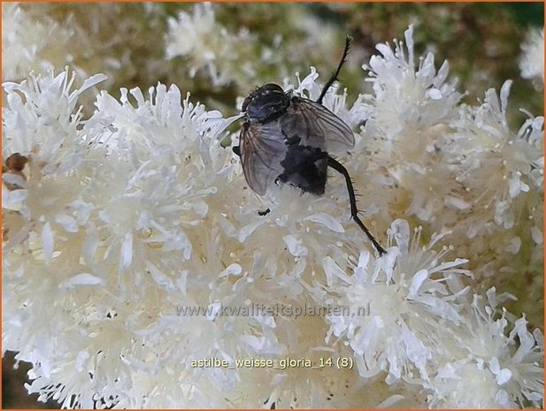 Astilbe 'Wei&szlig;e Gloria' | Pluimspirea, Spirea | Prachtspiere