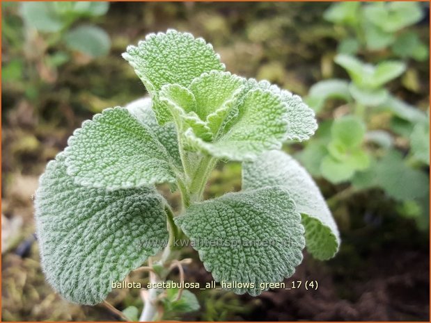 Ballota acetabulosa 'All Hallows Green' | Valse vuurwerkplant | Schwarznessel
