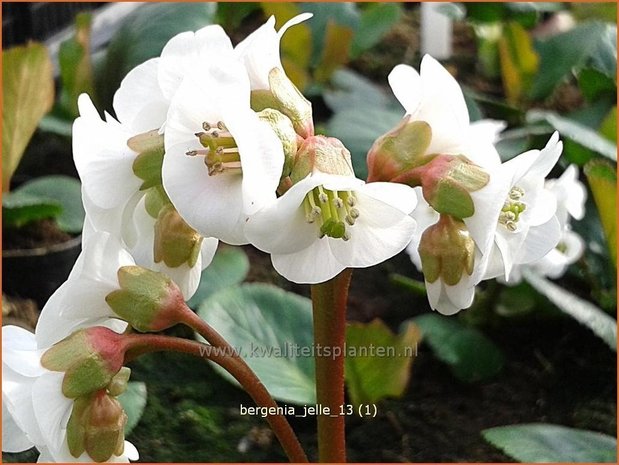 Bergenia 'Jelle' | Schoenlappersplant, Olifantsoor | Bergenie