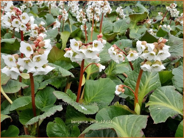 Bergenia 'Jelle' | Schoenlappersplant, Olifantsoor | Bergenie