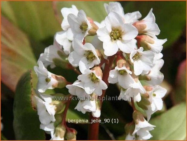 Bergenia 'Jelle' | Schoenlappersplant, Olifantsoor | Bergenie