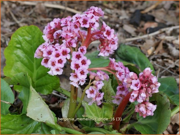 Bergenie - Bergenia \'Memelinks Pride\' - Riesensteinbrech - kaufen bestellen