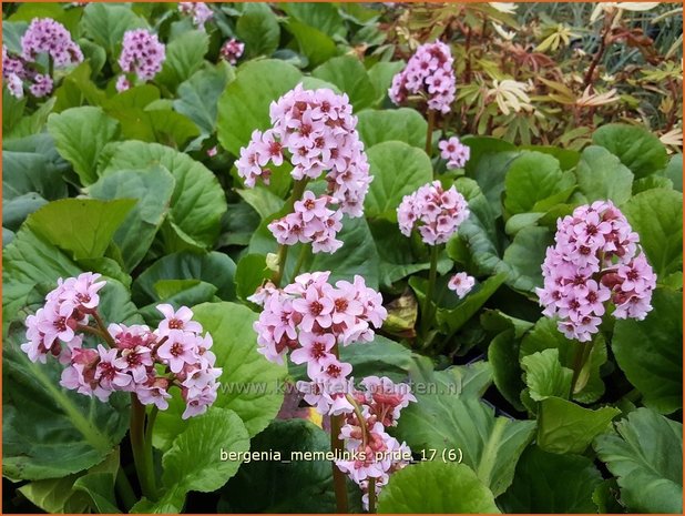 Bergenia 'Memelinks Pride' | Schoenlappersplant, Olifantsoor | Bergenie