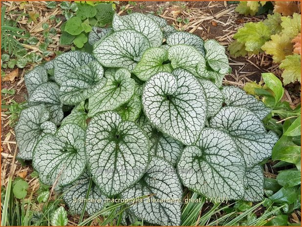 Brunnera macrophylla 'Alexander's Great' | Kaukasische vergeet-mij-nietje, Vast vergeet-mij-nietje | Kauka