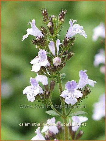 Calamintha nepeta | Bergsteentijm, Steentijm | Kleinblütige Bergminze