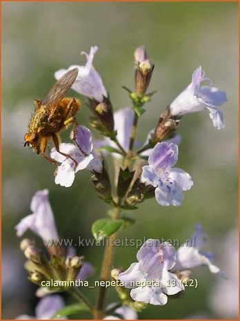 Calamintha nepeta | Bergsteentijm, Steentijm | Kleinblütige Bergminze