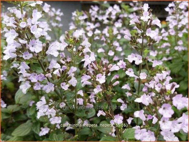 Calamintha nepeta | Bergsteentijm, Steentijm | Kleinblütige Bergminze