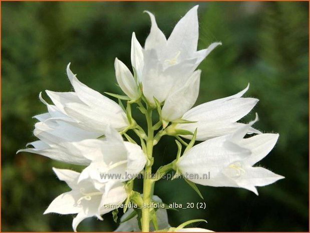 Campanula latifolia 'Alba' | Breed klokje, Klokjesbloem | Breitblättrige Wald-Glockenblume