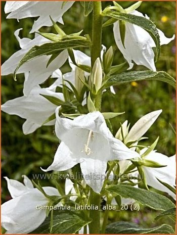 Campanula latifolia 'Alba' | Breed klokje, Klokjesbloem | Breitblättrige Wald-Glockenblume