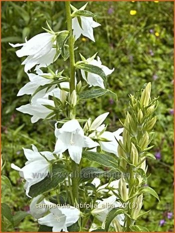 Campanula latifolia 'Alba' | Breed klokje, Klokjesbloem | Breitblättrige Wald-Glockenblume