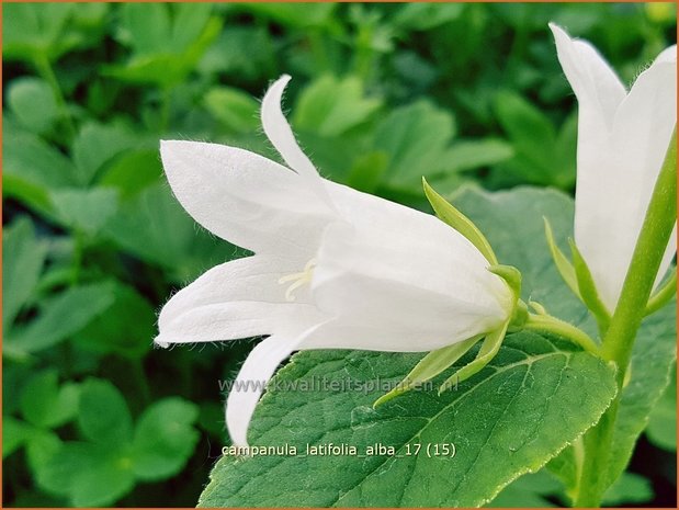 Campanula latifolia 'Alba' | Breed klokje, Klokjesbloem | Breitblättrige Wald-Glockenblume