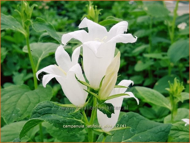 Campanula latifolia 'Alba' | Breed klokje, Klokjesbloem | Breitblättrige Wald-Glockenblume