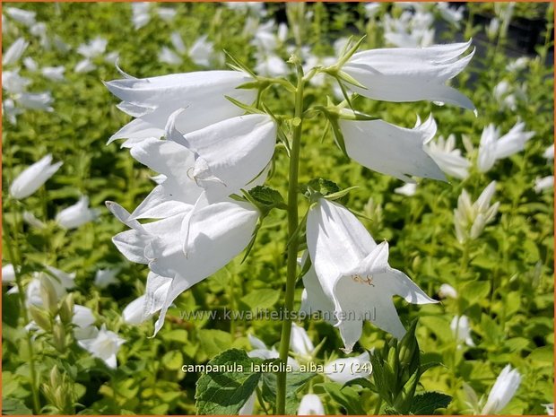 Campanula latifolia 'Alba' | Breed klokje, Klokjesbloem | Breitblättrige Wald-Glockenblume