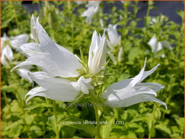 Campanula latifolia 'Alba' | Breed klokje, Klokjesbloem | Breitblättrige Wald-Glockenblume