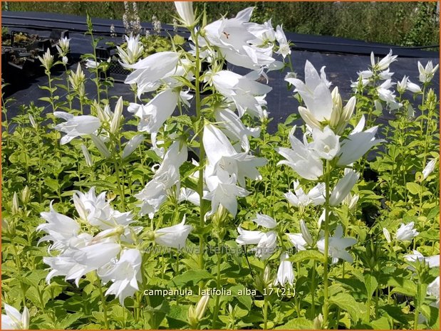 Campanula latifolia 'Alba' | Breed klokje, Klokjesbloem | Breitblättrige Wald-Glockenblume