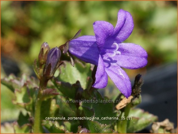 Campanula portenschlagiana 'Catharina' | Dalmatieklokje, Klokjesbloem | Polster-Glockenblume