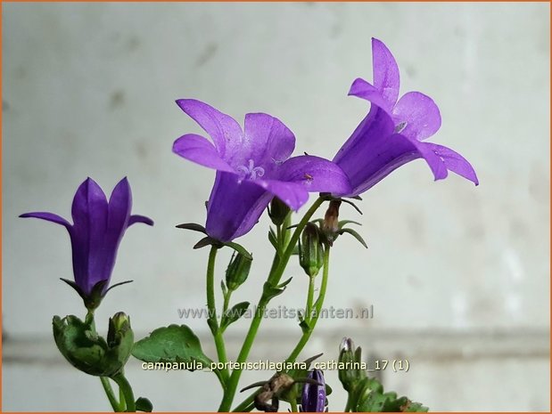 Campanula portenschlagiana 'Catharina' | Dalmatieklokje, Klokjesbloem | Polster-Glockenblume